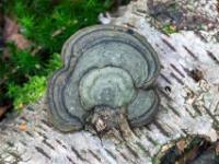 Grauer Baumschwamm mit schwarzer Ringstruktur